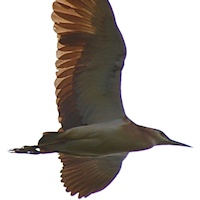 Nankeen Night-Heron