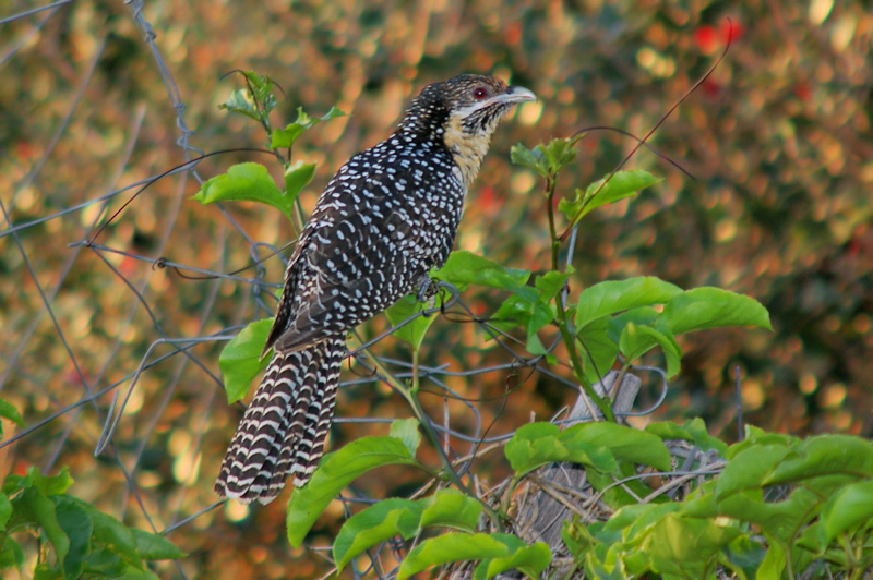 Eastern Koel