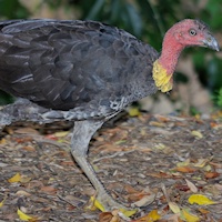 Australian Brush-turkey