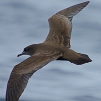 Wedge-tailed Shearwater