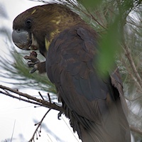 Glossy Black-Cockatoo