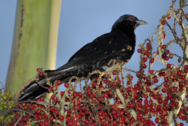 Eastern Koel