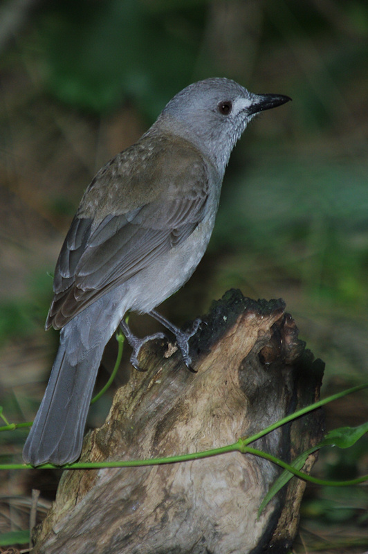 grey shrike thrush