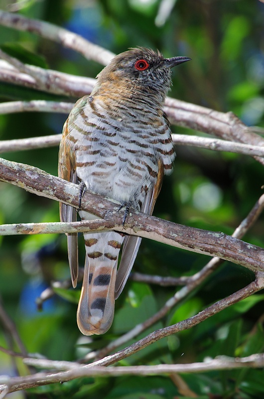 Little Bronze-Cuckoo