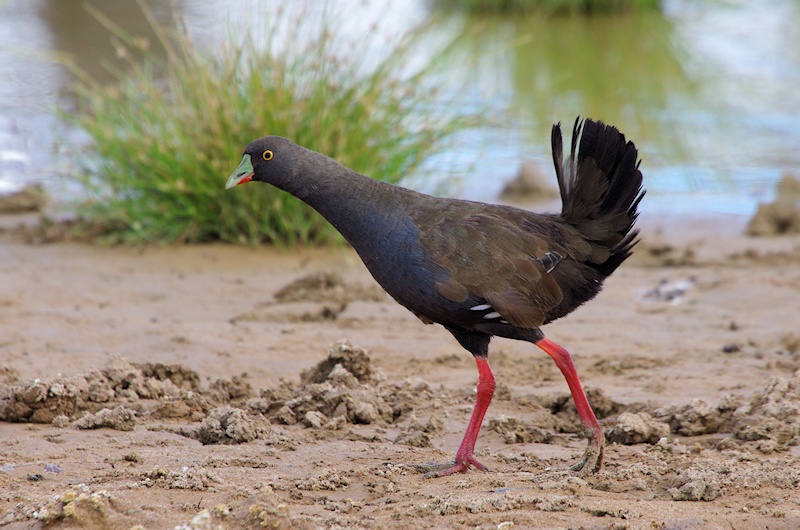 Black-tailed Native-hen