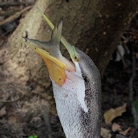 Australasian Darter