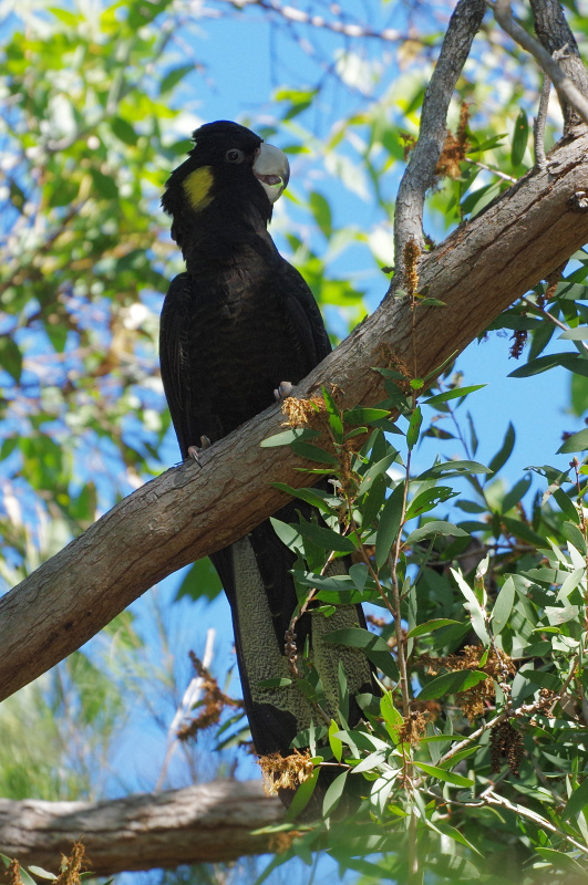 Yellow-tailed Black-Cockatoo