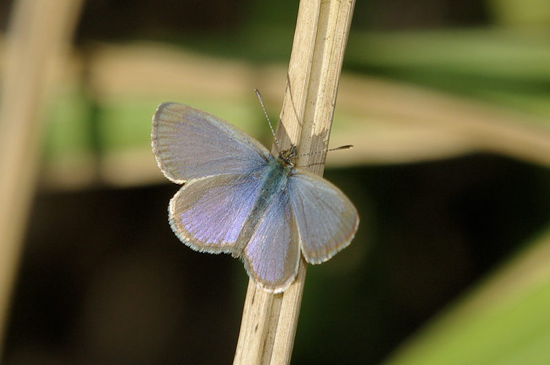 Common Grass-blue