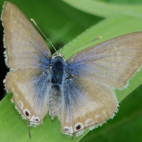 Long-tailed Pea-Blue