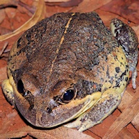 Northern Banjo Frog