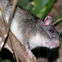 Giant White-tailed Rat