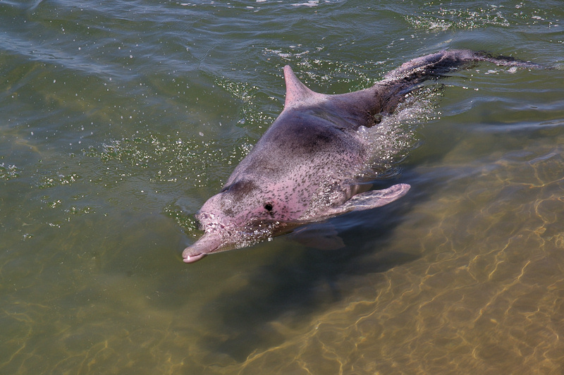 Indo-Pacific Hump-backed Dolphin