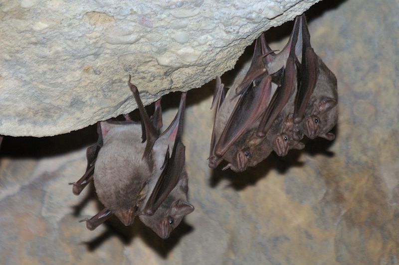 Troughton's Sheathtail Bat