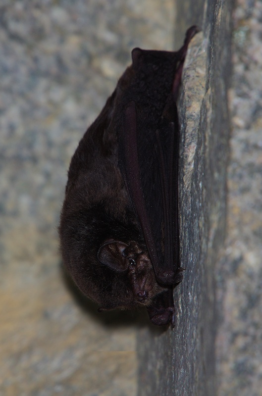 Common Bentwing Bat