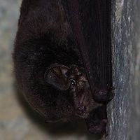 Common Bentwing Bat