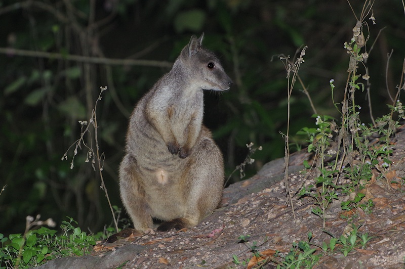 Unadorned Rock-wallaby