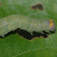 Unidentified Caterpillar 3