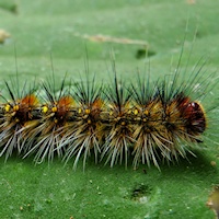 Unidentified Caterpillar 1
