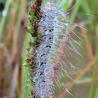 Unidentified Caterpillar 2