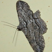 Unidentified Moth 3