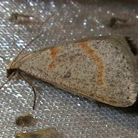 Unidentified Moth 7