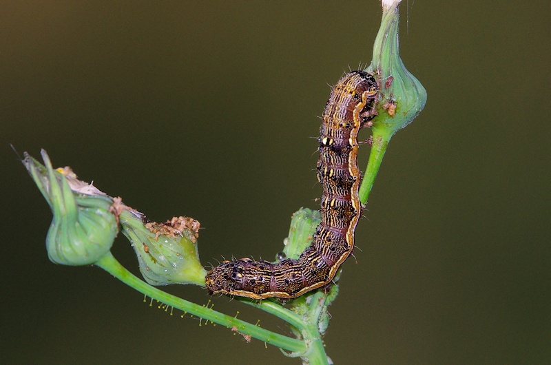 Unidentified Caterpillar 5