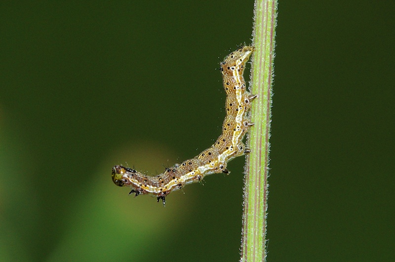 Unidentified Caterpillar 6
