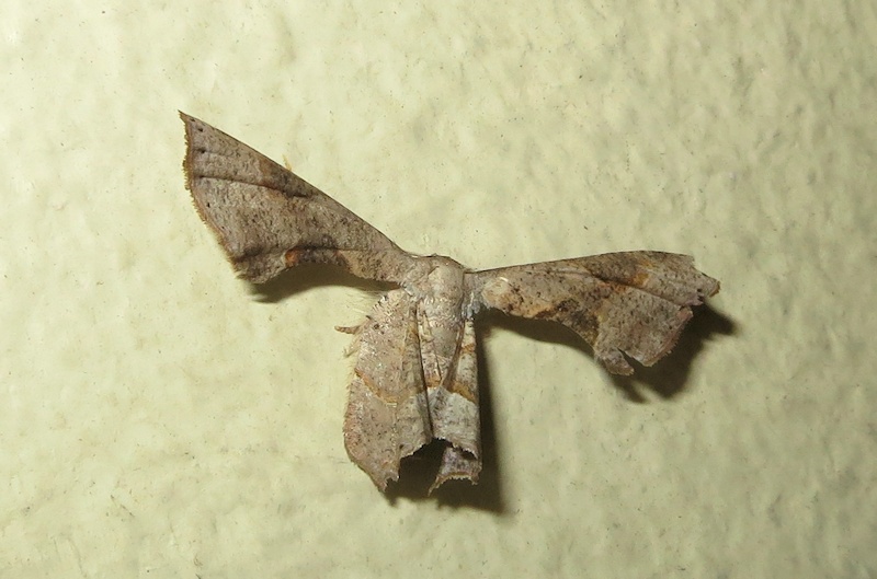 Unidentified Moth 10