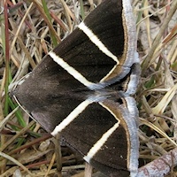 Rectangular-striped Noctuid