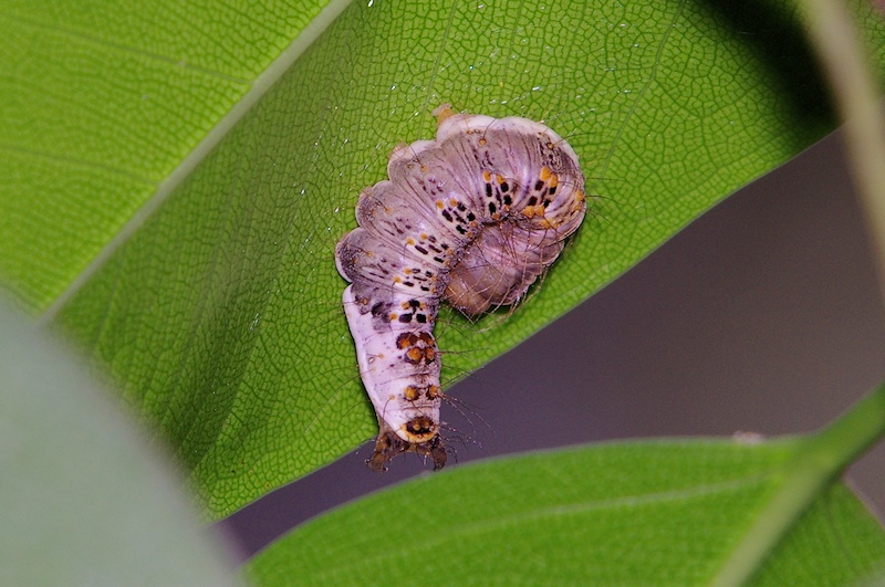 Unidentified Caterpillar 4