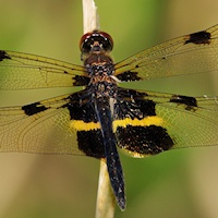 Yellow-Striped Flutterer