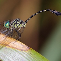 Common Archtail