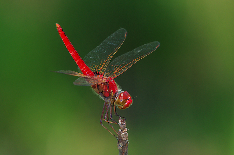 Red Baron