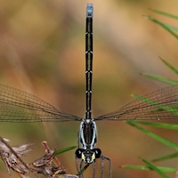 Common Flatwing
