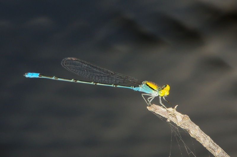 Gold-Fronted Riverdamsel