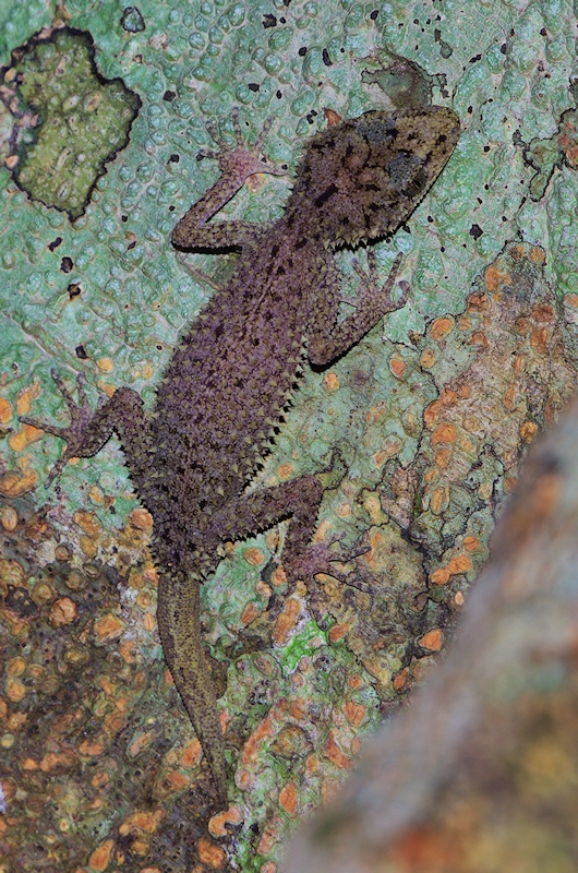 Ringed thin-tailed gecko
