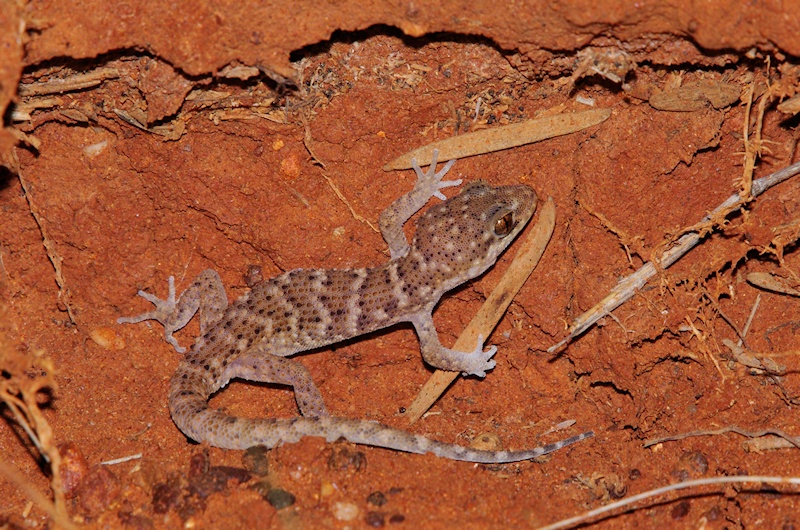 Bynoe's gecko