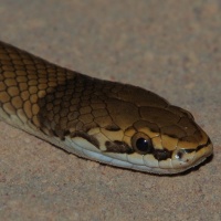 Curl snake