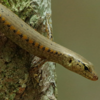 Yellow-blotched forest-skink