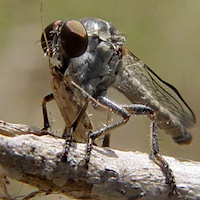 Robber Fly (Ommatius sp.)