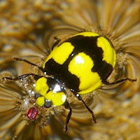 Fungus-eating Ladybird Beetle (Illeis galbula)