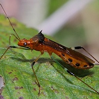 Unidentified Assassin Bug (family Reduviidae)