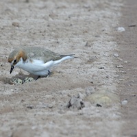 Red-capped Plover (Charadrius ruficapillus)  at nest