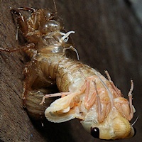 Cherry-nose Cicada (Macrotristria angularis) Ecdysis