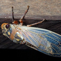 Cherry-nose Cicada (Macrotristria angularis)