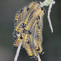 Sawfly larvae (genus Perga?)