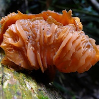 Jelly Fungi sp. (Tremella sp.)?
