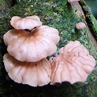 Cascading Mushrooms