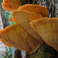 Bracket-fungi sp.