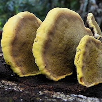 Shelf-fungi sp.